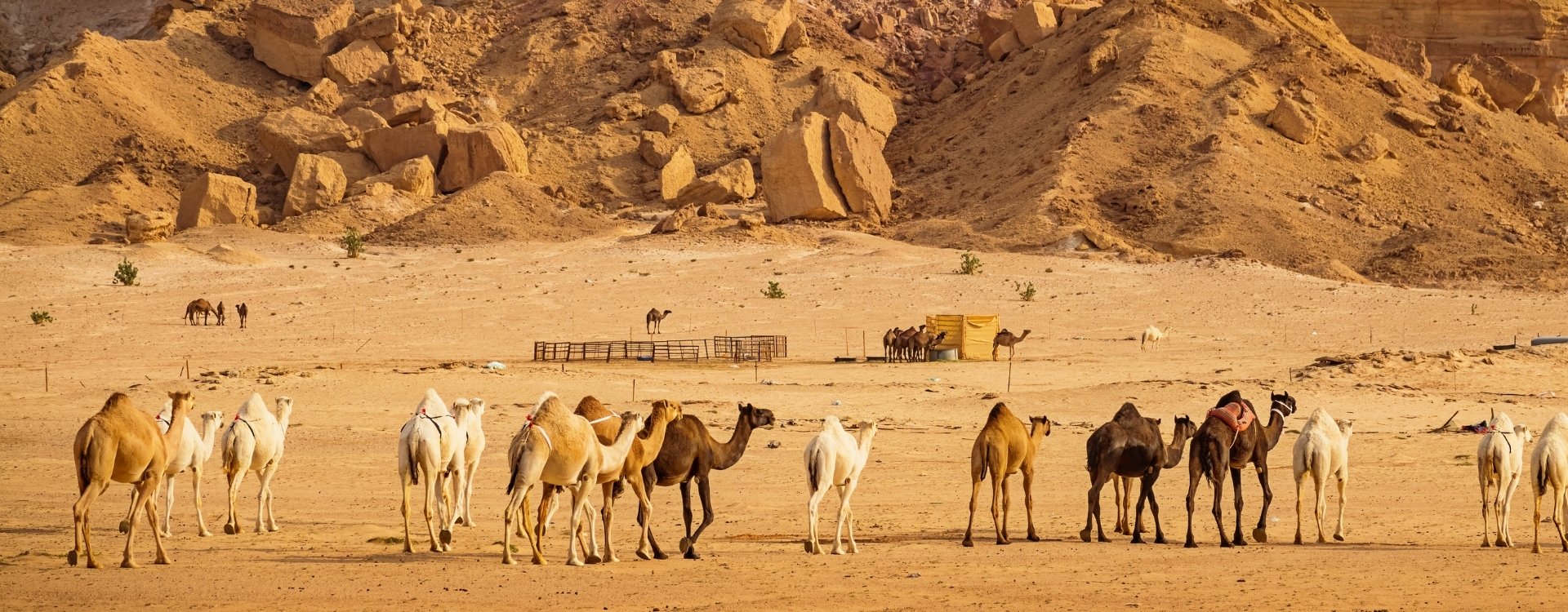 Vrijwilligerswerk in Saoedi-Arabië