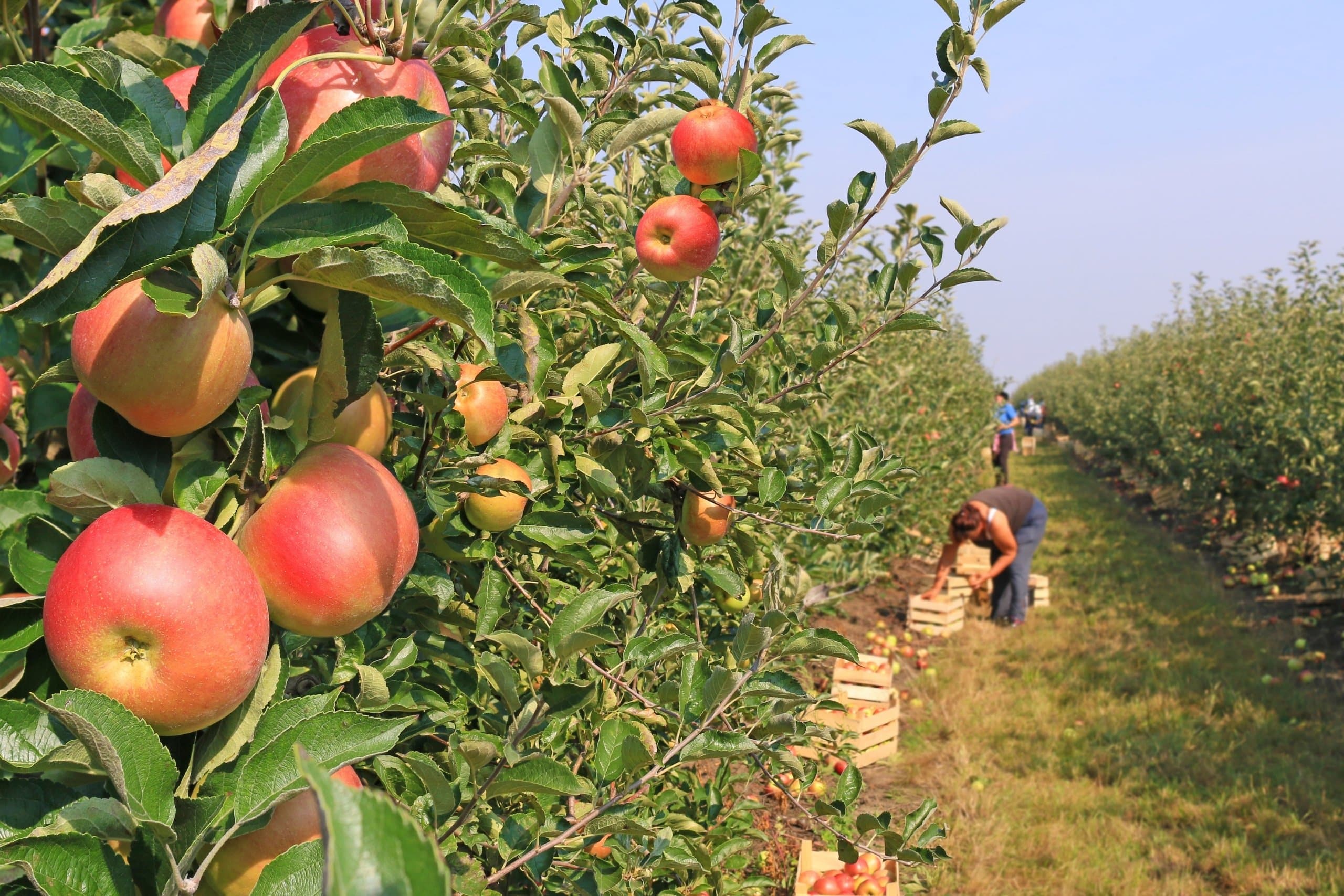 Fruit picking Jobs