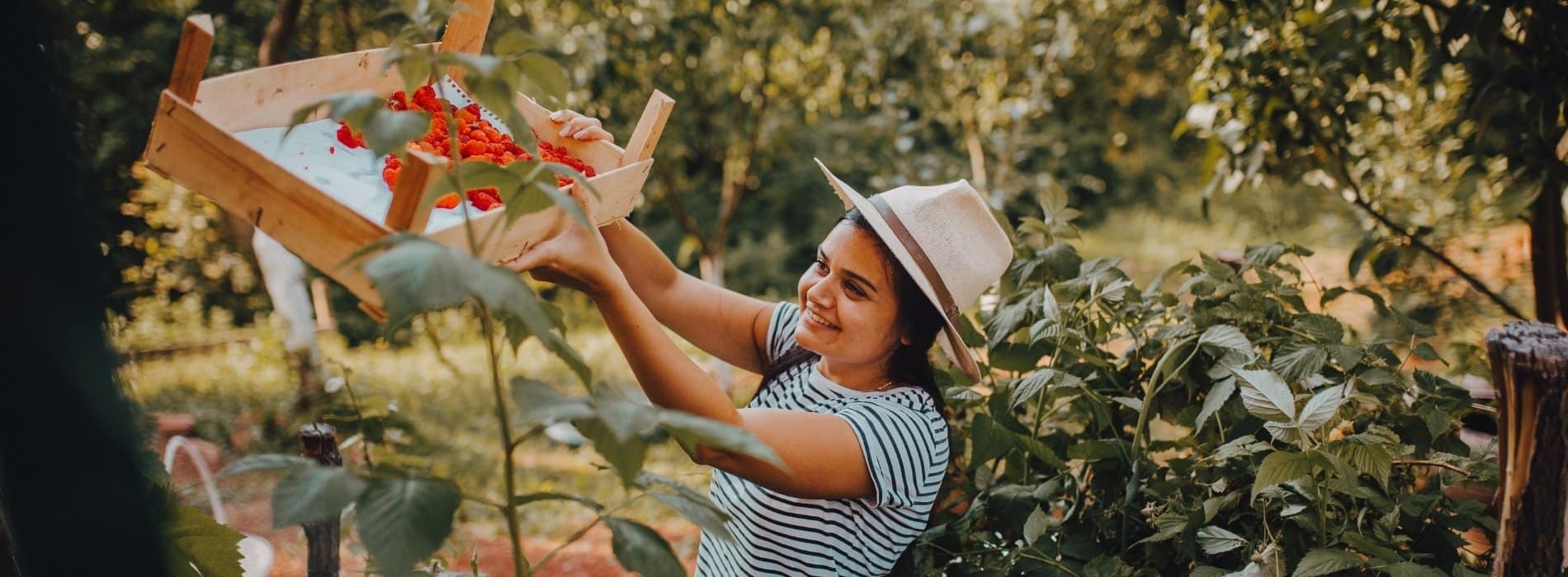 Fruit Picking Jobs