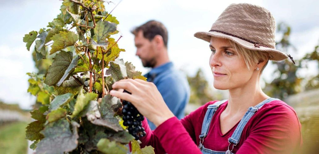 Should You Look for Seasonal Vineyard Work?